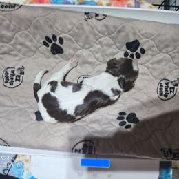 Boy 8 - Liver and white male English Springer Spaniel puppy in Saginaw, Michigan from Kemerer Springers