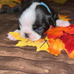 Boston Terrier Puppies from Baldwins Boston Terriers
