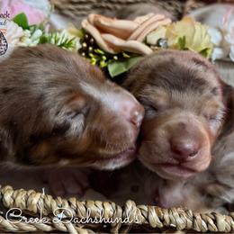 Tindra - Dapple female Dachshund puppy in Fayetteville, West Virginia from Loop Creek Dachshunds