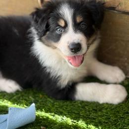 Purple - Tri-color female Border Collie puppy in Blue Ridge, Georgia from Hill Valey Border Collies