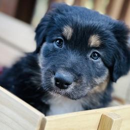 Black Velvet - Black tri-color Australian Shepherd puppy in Polson, Montana from Whiskey River Aussies