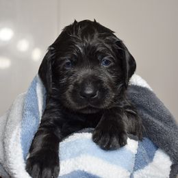 Dilute Retriever Puppies from Wicked Pines Retrievers