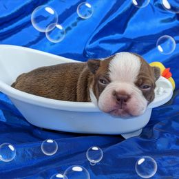 Boy 5 - Red male Boston Terrier puppy in Perry, Oklahoma from Sitsler Bostons