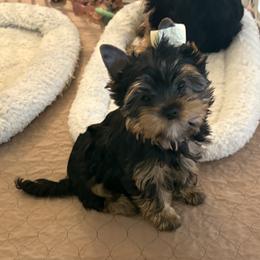 Michelangelo - Blue and gold male Yorkshire Terrier puppy in Portland, Oregon from Bohemian Beauty Yorkshire Terrier