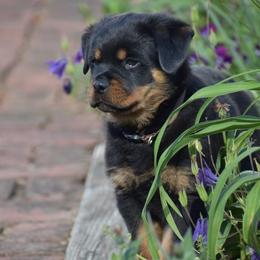 Impresto - Black and mahogany male Rottweiler puppy in Catawissa, Pennsylvania from Sharp Ridge Rottweilers
