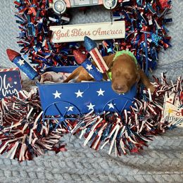 Boy 2 - male Golden Retriever puppy in Marquette County, Michigan from Aurora's Northern Goldens