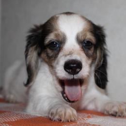 Daisy - Piebald female Dachshund puppy in Roanoke, Alabama from J&E Dachshunds