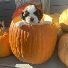Shih Tzu Puppies from Tiny Bubbles Shih Tzus