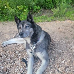 Aspen - Siberian Husky