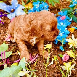 Anna - Red female Cavapoo puppy in Colorado Springs, Colorado from Blue Cottage Farm Cavapoos