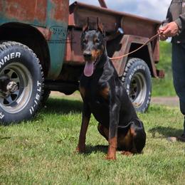Vandal - Black and rust male Doberman Pinscher puppy in China Township, Michigan from Snell's Superior Kennel Dobermann & GSP