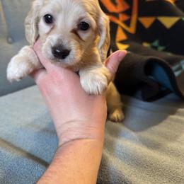Boy 1 - Cream male Dachshund puppy in Walla Walla Valley, Oregon from English Cream Dachshunds