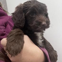 Puppy 2 - Brown male Whoodle puppy in Corinth, Maine from Whoodles of Maine