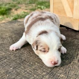 Whiskey - Red merle male Border Collie puppy in Rickman, Tennessee from Roaring River Border Collies