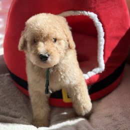 Sullivan Xavier Cousins (Ralphie) - Apricot male Goldendoodle puppy in Houston, Texas from Were The Mack'Doodles