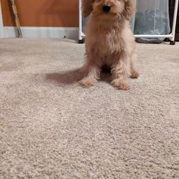 Girl 1 - Red female Cavapoo puppy in Ranger, Georgia from Gemini's Cavapoos