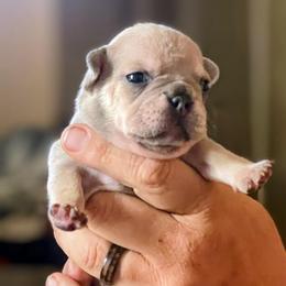 Tara - Blue tri-color female Bulldog puppy in Seneca, South Carolina from Burrell’s Bulldog Kingdom