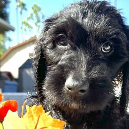 Boy 2 - Double Doodle puppy in El Cajon, California from Calibear Doodles