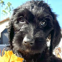 Boy 2 - Double Doodle puppy in El Cajon, California from Calibear Doodles