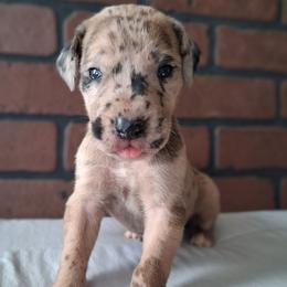 Fawn Merle Female - Merle female Great Dane puppy in Cunningham, Kansas from Garden Grove Great Danes