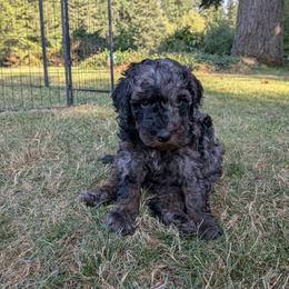 Zinka - Blue merle female Aussiedoodle puppy in Yacolt, Washington from Aussiedoodles by Maggie
