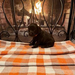 Barkley - Orange Collar - Brown male Boykin Spaniel puppy in Hurtsboro, Alabama from PARK’s Family Farm