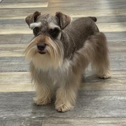 Jasper - Miniature Schnauzer