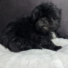 Rocky - Black male Shih Tzu puppy in Ocala, Florida from Mimi's Shih-tzus of Ocala