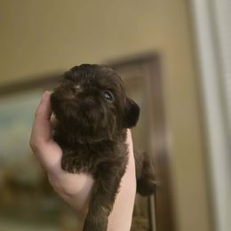 Boy 2 - Chocolate male Shih Tzu puppy in Norris City, Illinois from Dainty and Darling Shih Tzu
