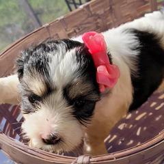 Mal-Shis from Furever Paw-some Home