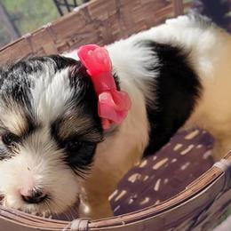 Mal-Shis from Furever Paw-some Home