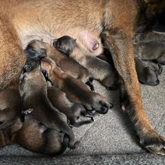 Puppy 1 - Mahogany male Belgian Malinois puppy in Centreville, Maryland from Barbihaus Kennels