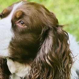 Charlie - English Springer Spaniel