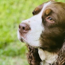 Charlie - English Springer Spaniel