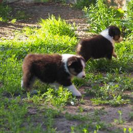 Ultra - Black tri-color female Australian Shepherd puppy in Cape Girardeau, Missouri from Promise Keeper Kennel