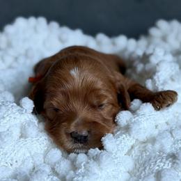 Orange - Red male Australian Labradoodle puppy in Auburn, Washington from West Valley Labradoodles