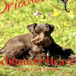 Oriana - Miniature Schnauzer