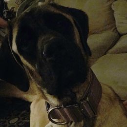 Mastiffs and Miniature Australian Shepherds from M&M Aussie's & Mastiff's
