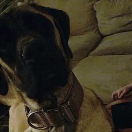 Mastiffs and Miniature Australian Shepherds from M&M Aussie's & Mastiff's