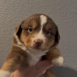 Susie - Red tri female Miniature Australian Shepherd puppy in North Lakeport, California from Wild Rose Ranch
