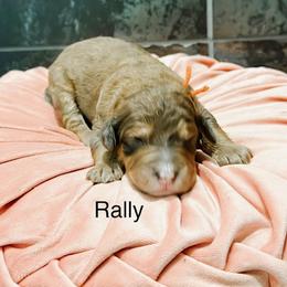 Rally - Sable female Bernedoodle puppy in Pasco, Washington from Camp Doodle Woods