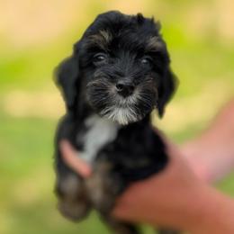 Hondo - Tri-color male Bernedoodle puppy in Dundee, Ohio from Down Home Doodle
