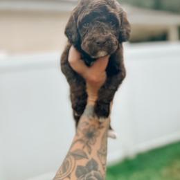 Goldendoodle Puppies from Glamorous Golden Doodles