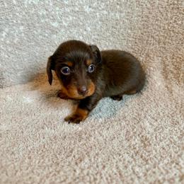 Molly - Chocolate and tan female Dachshund puppy in Grant, Oklahoma from Weenie World
