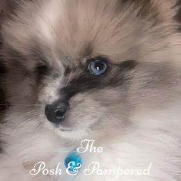 Pomeranian and Pomsky Puppies from The Posh & Pampered Pomsky