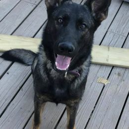 German Shepherds from Fairyland Kennels