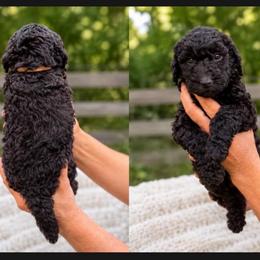 Sage - Black female Goldendoodle puppy in Jasper, Georgia from Harrington Doodles & Poodles