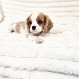 Darjeeling - Blenheim male Cavalier King Charles Spaniel puppy in Wilburton, Oklahoma from My Kids Kennel