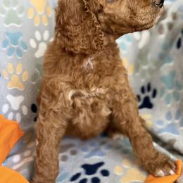 Everest - Red  male Poodle puppy in Mount Vernon, Illinois from AMC Poodles