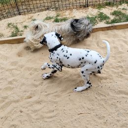 Shih Tzus from Mountain Pass Barn